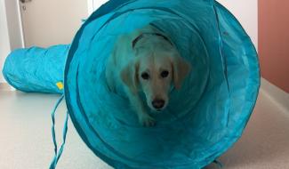 Couvin : la thérapie assistée par l'animal au service des personnes âgées