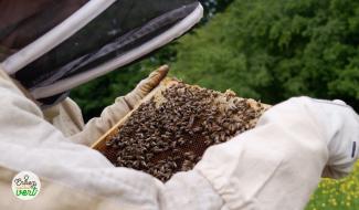 Abeilles à l’honneur : au cœur d’un jardin vivant et bourdonnant