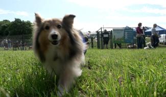 Un tout premier parc canin voit le jour à Bouge