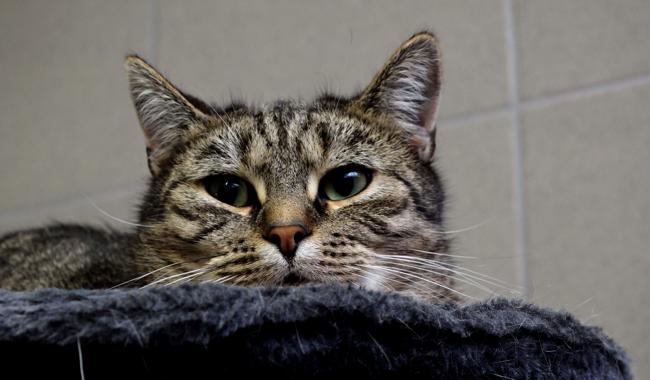 Les abandons d'animaux explosent depuis la crise Covid