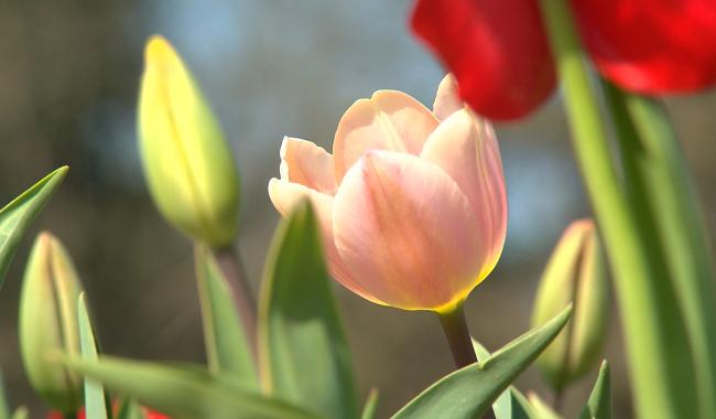 Végétalisation encouragée par la Wallonie : quel montant pour ma commune ?