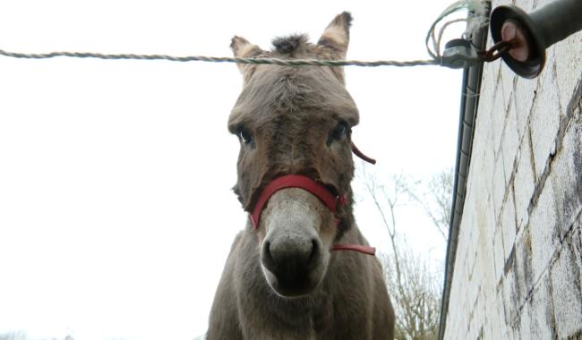 Les ânes prennent leur quartier d'été