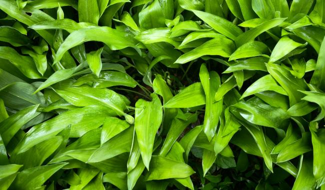 Cueillette de l'ail des ours : conseils pour une pratique sécurisée en forêt