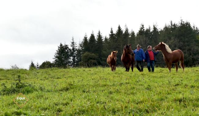 Équi'libre - le bien-être des équidés au travail