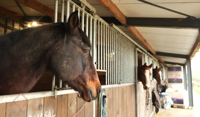 Équi'libre au refuge Equi Rêve à Sombreffe