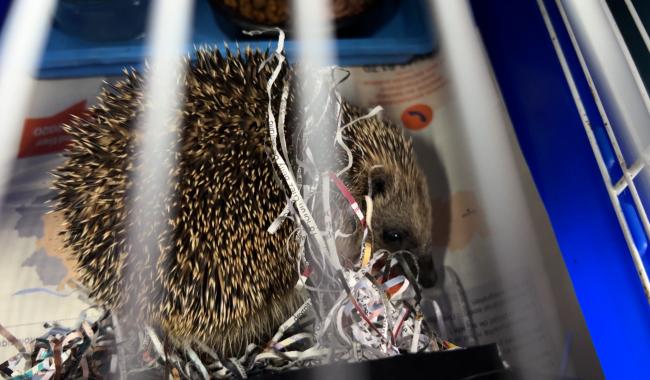Centre CREAVES de Namur: les hérissons affluent par dizaines