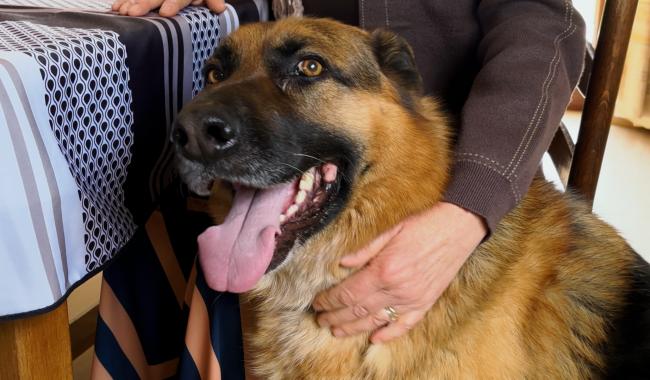 Cerfontaine - Une campagne pour les animaux des propriétaires isolés
