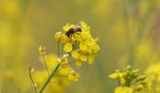 Domaine des ColibrYs et son projet de Sentinelle