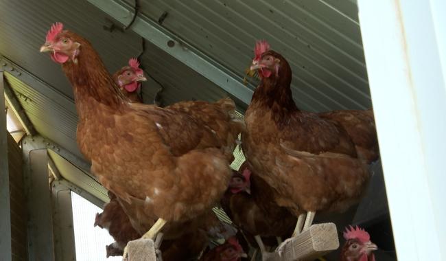 Oeufs et PFAS : les éleveurs professionnels veulent rassurer