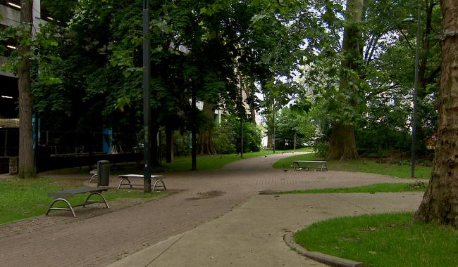 Square Léopold : des arbres abattus dès cet été ?