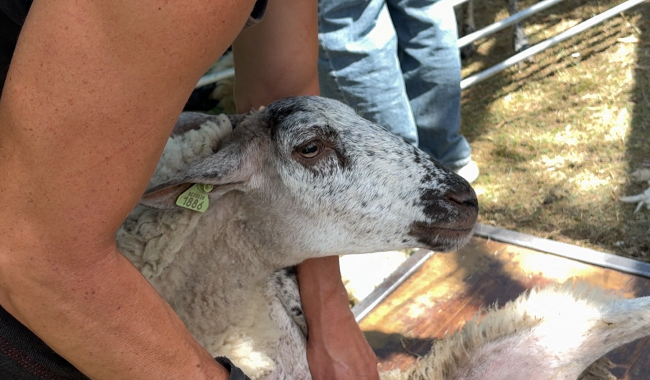 Wallonie - Relancer la filière laine, un pari local et durable