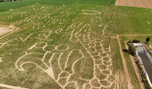 Tarcienne : un labyrinthe de maïs au rythme de la météo