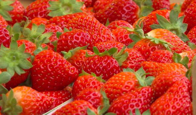 Succès pour le Frais’tival du musée de la fraise à Wépion