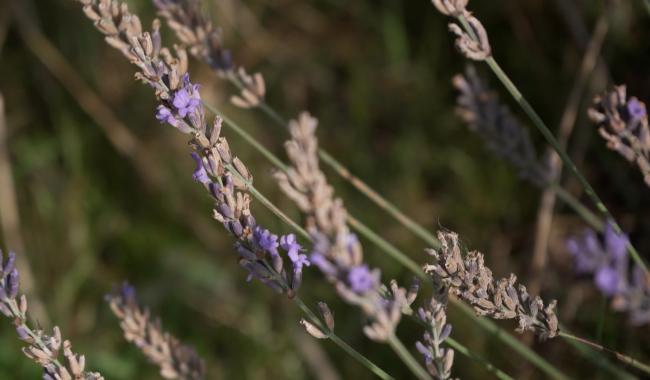 Agriculture: le miel wallon, une fierté reconnue par l’Europe