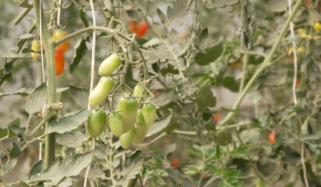 Une fête de la tomate pour découvrir la ferme de la Vallée