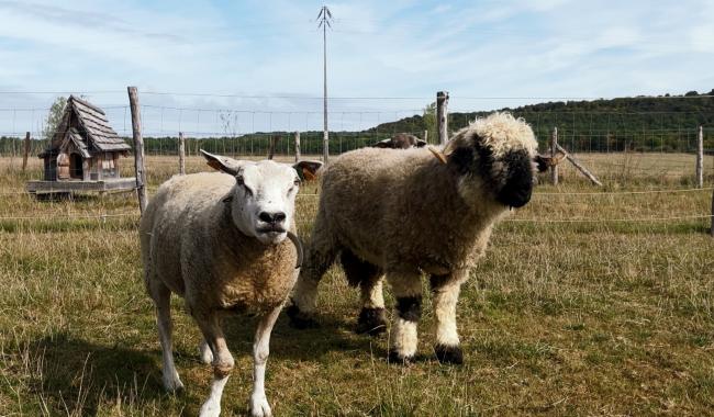 Philippeville - Le Refuge Equi'Chance fête ses 15 ans d'existence et a besoin de vous