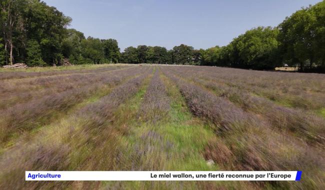 Agriculture: le miel wallon reconnu par l'Europe