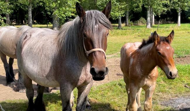 Le cheval de trait mis à l'honneur