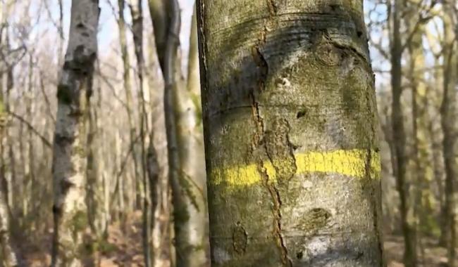 L'accent - A Viroinval, on donne des formations en "affouage"