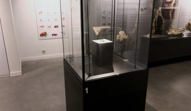 Un trésor préhistorique au Musée du Malgré-Tout