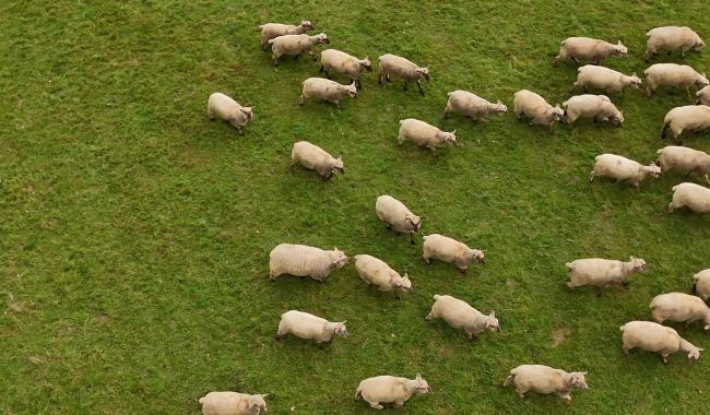 Les éleveurs vous invitent à consommer l’agneau local