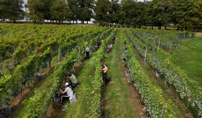 Des vendanges particulièrement fructueuses au Domaine du Chenoy de La Bruyère