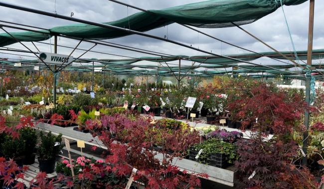 Automne : le moment idéal pour planter, tailler et préparer son jardin à l’hiver