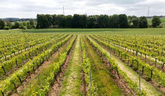 La Bruyère veut miser sur l'oenotourisme