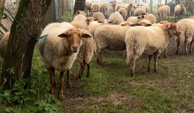Parc national - Une filière ovine locale voit le jour dans l’Entre-Sambre-et-Meuse