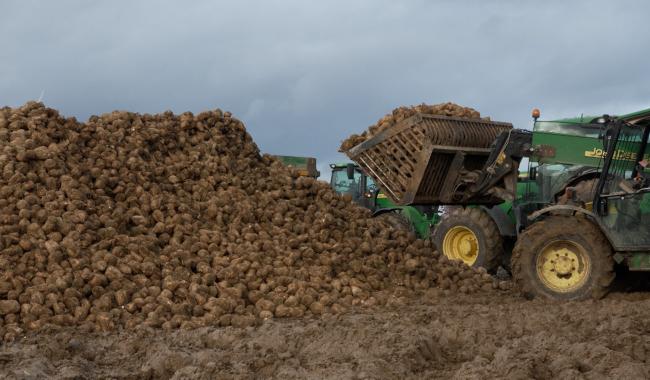 Les betteraviers, contraints de réduire leurs surfaces de culture dès 2026