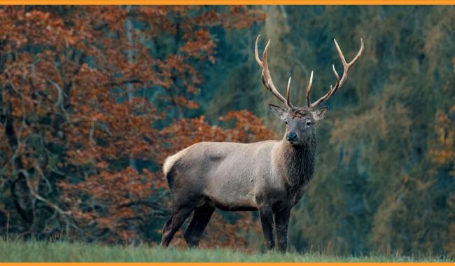 Roadtrip à la découverte du brame du cerf