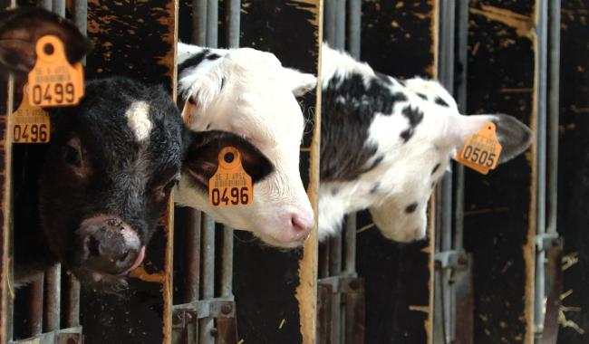 La dermatose (DNC) menace les bovins belges, que faire ?