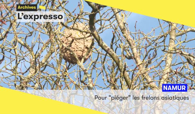 L'expresso de ce mardi 13 janvier: frelons asiatiques, poulailler, et solidarité