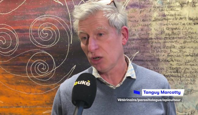 Frelon asiatique : une réunion d’information à Couvin