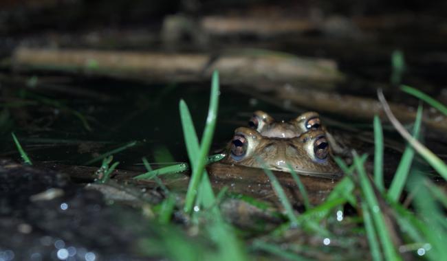 Temps de grenouille, prudence sur la route !