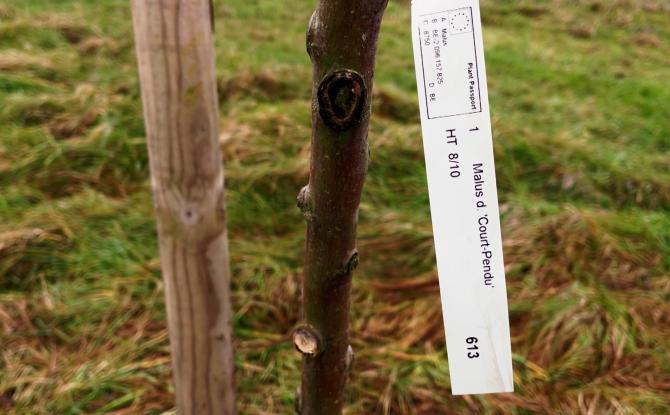 Walcourt - Un arbre planté pour chaque classe de première primaire