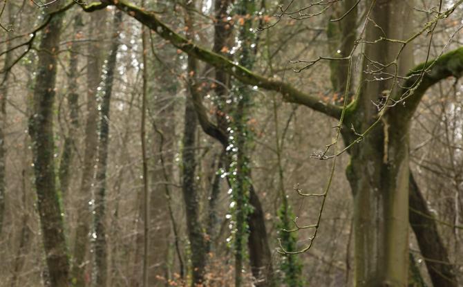 Le Parc des Ducs à Florennes : espace citoyen bucolique en devenir