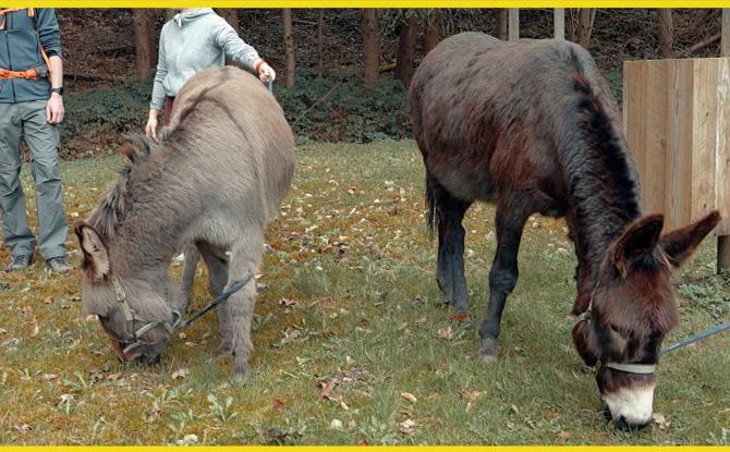 Roadtrip à Vierves pour la Transhum'âne