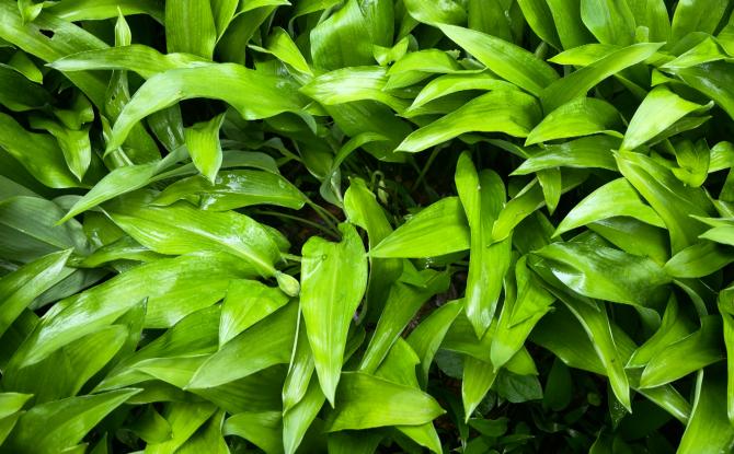 Cueillette de l'ail des ours : conseils pour une pratique sécurisée en forêt