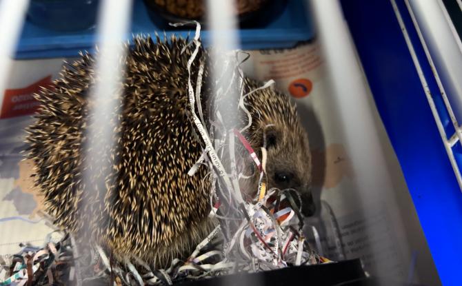 Centre CREAVES de Namur: les hérissons affluent par dizaines