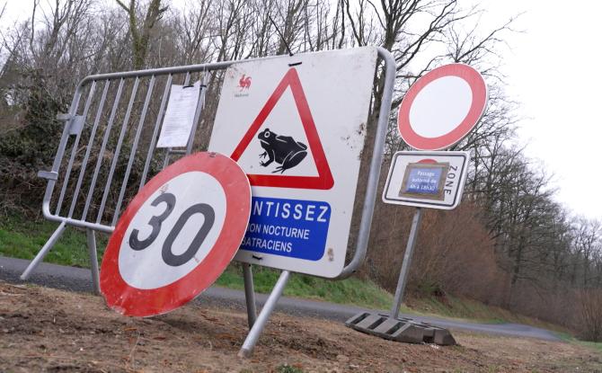Les bénévoles qui sauvent les batraciens victimes du mépris des automobilistes !