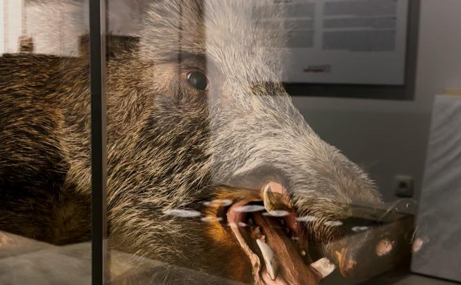 Des trésors du Louvre exposés à Treignes : une première historique pour le musée du Malgré-Tout