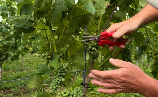 Walcourt: Le Vignoble des Lacs, à Castillon, prépare ses premières vendanges