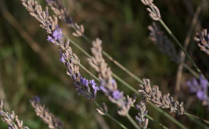 Agriculture: le miel wallon, une fierté reconnue par l’Europe