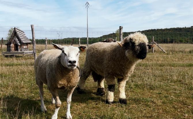 Philippeville - Le Refuge Equi'Chance fête ses 15 ans d'existence et a besoin de vous