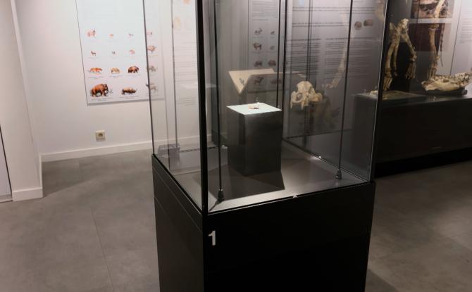 Un trésor préhistorique au Musée du Malgré-Tout
