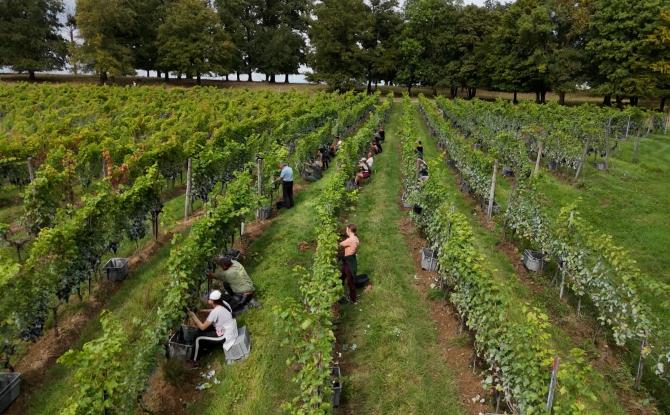 Des vendanges particulièrement fructueuses au Domaine du Chenoy de La Bruyère