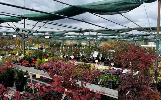 Automne : le moment idéal pour planter, tailler et préparer son jardin à l’hiver