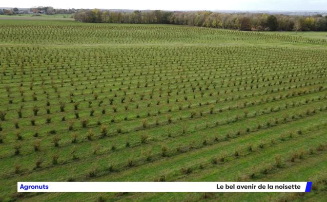 Agronuts et l'avenir tout tracé de la noisette