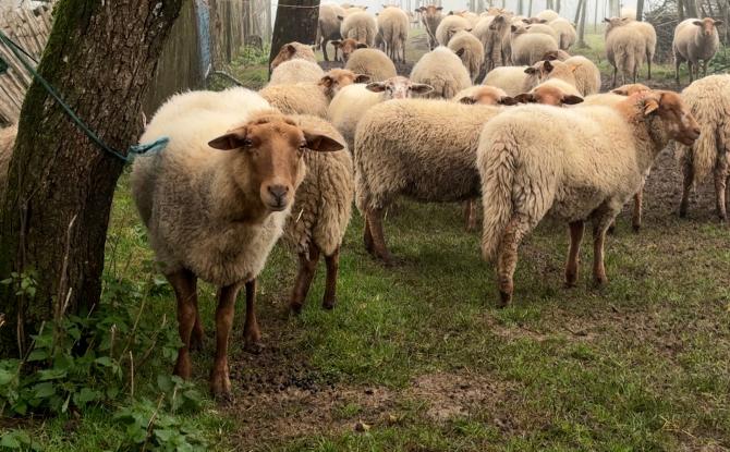 Parc national - Une filière ovine locale voit le jour dans l’Entre-Sambre-et-Meuse